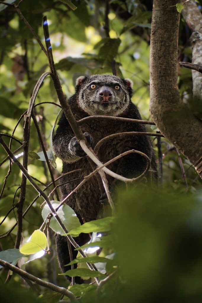 Couscous bear, itinéraire à Sulawesi