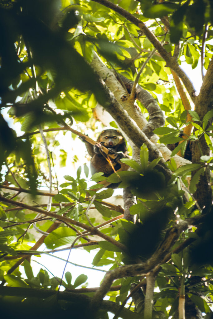 Couscous bear Tangkoko, Sulawesi