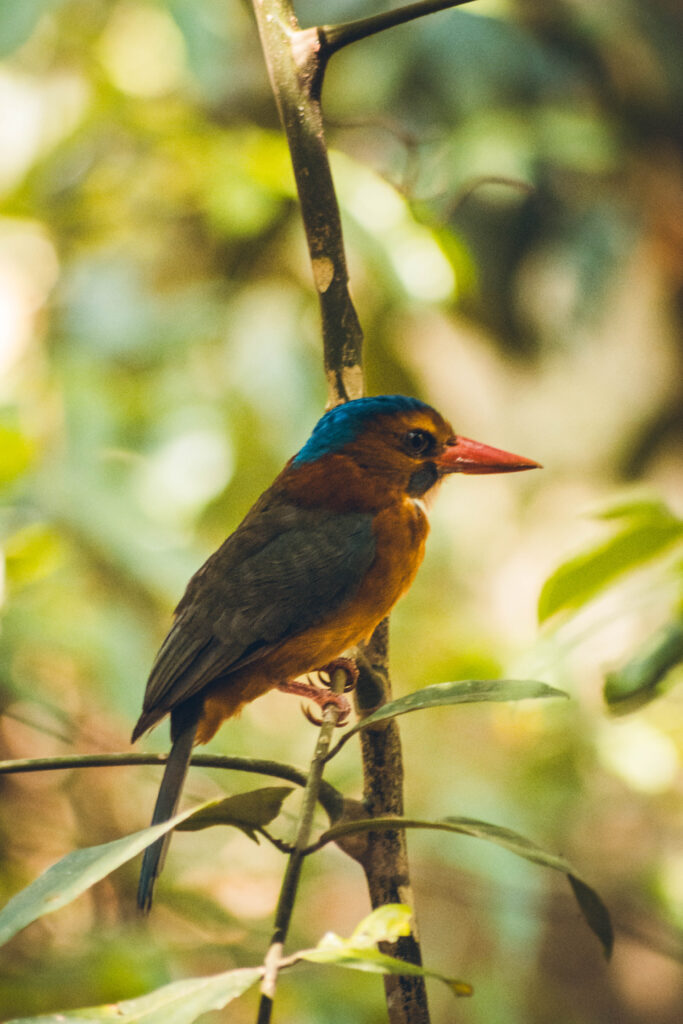 Martin-pêcheur Tangkoko, Sulawesi