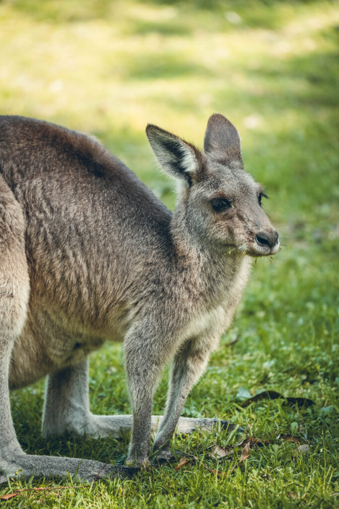 Kangourou North Stradbroke Island