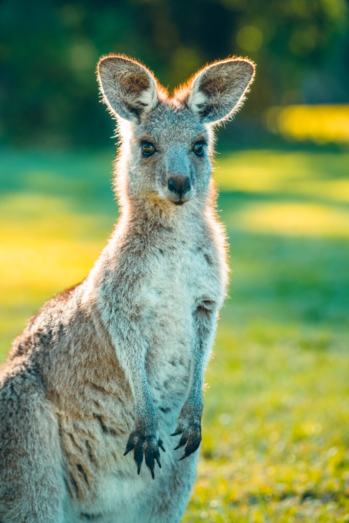 Kangourou Coombabah côte est Australie