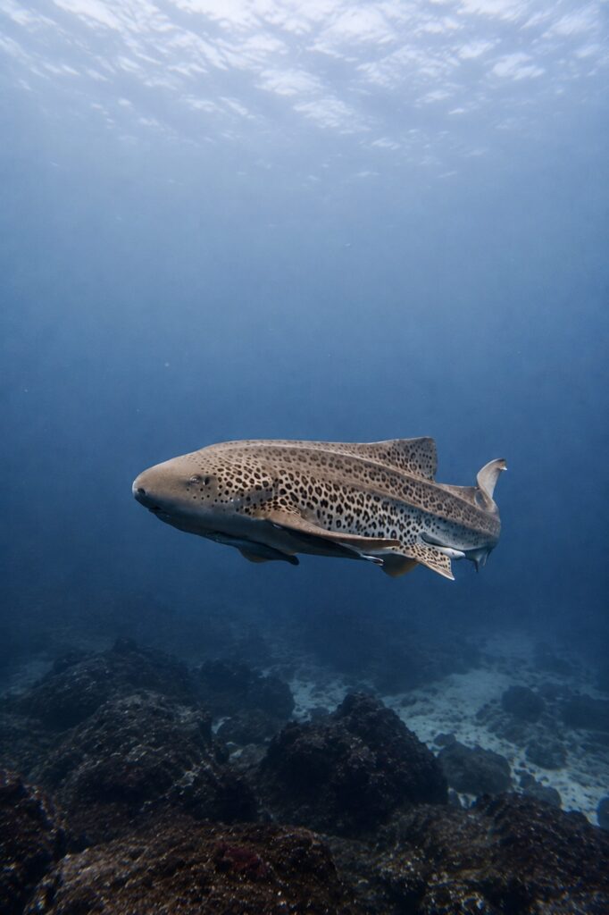 Requin léopard Julian Rocks Australie