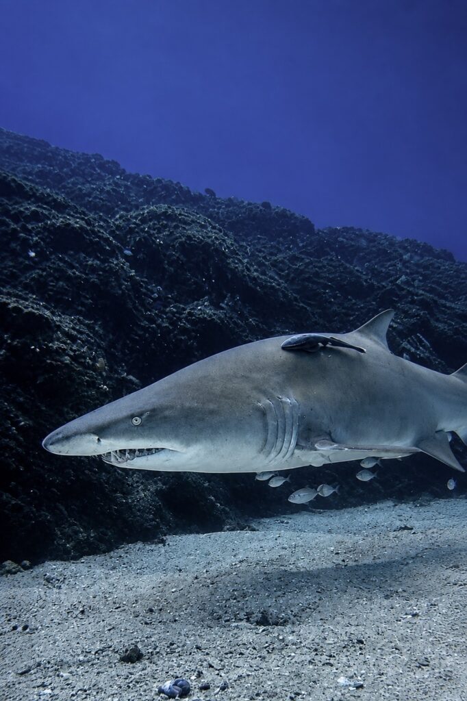 Requin taureau Julian Rocks Australie