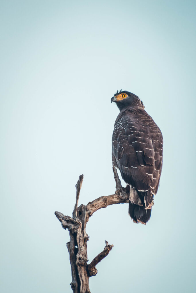 Aigle, parc national de Yala au Sri Lanka