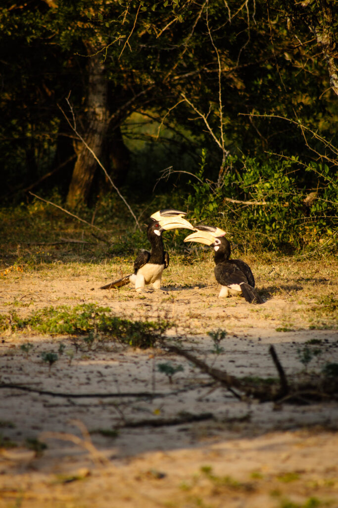 Calaos, parc national de Yala au Sri Lanka