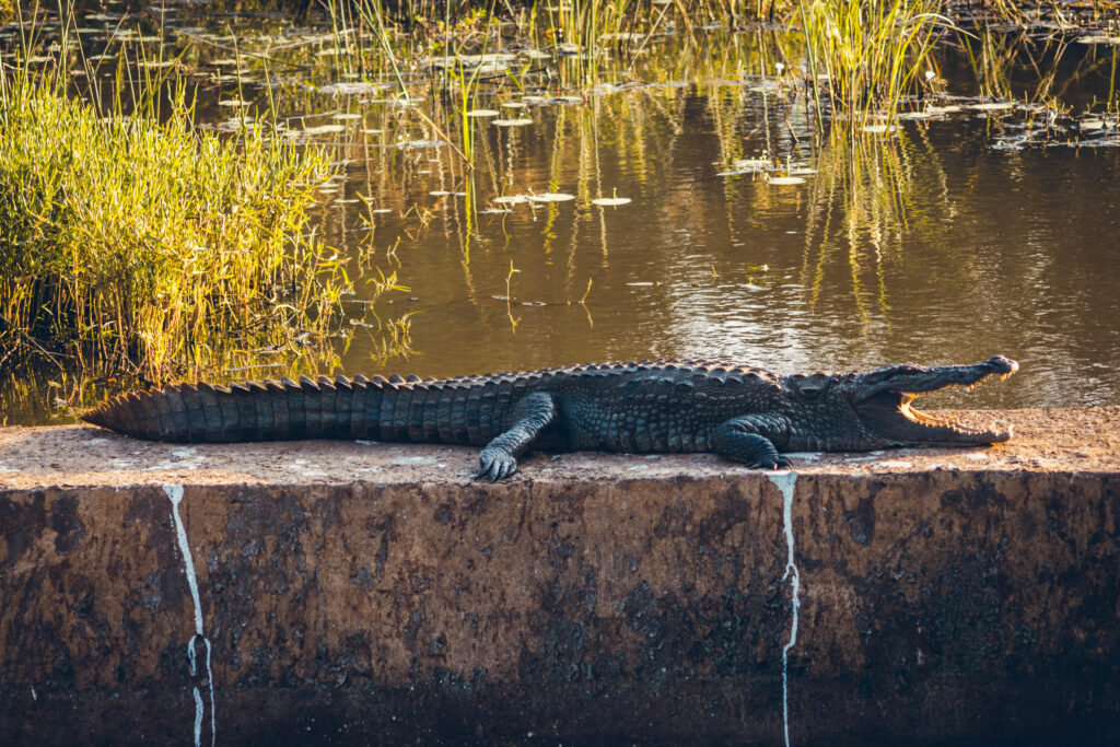 Crocodile, parc national de Yala au Sri Lanka