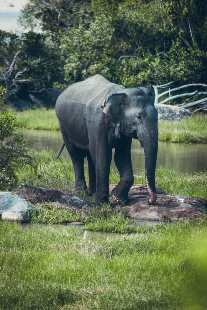 Éléphant, parc national de Yala au Sri Lanka
