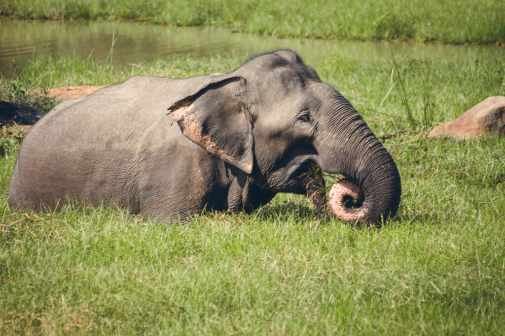 Elephant, parc national de Yala, au Sri Lanka