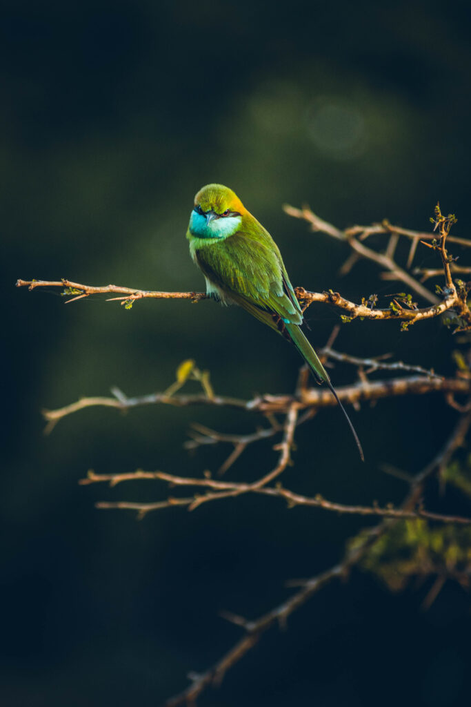 Guêpier d'Orient, parc national de Yala au Sri Lanka