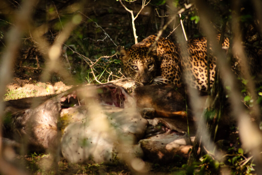 Léopard, parc national de Yala au Sri Lanka