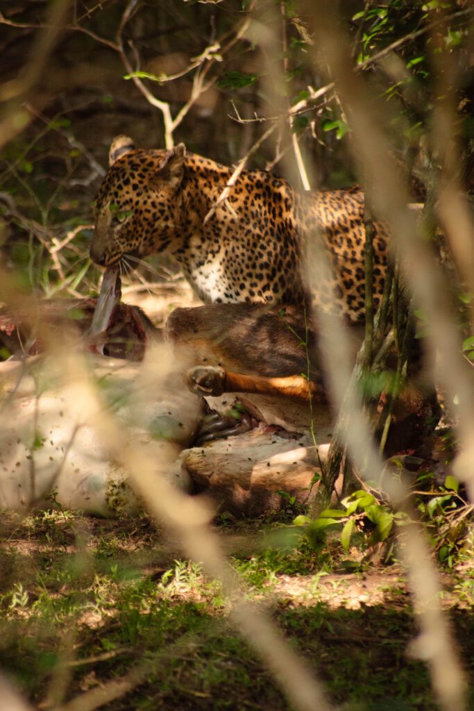 Léopard, parc national de Yala au Sri Lanka