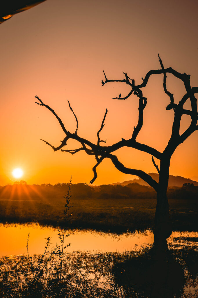 Lever du soleil sur le parc national de Yala, au Sri Lanka
