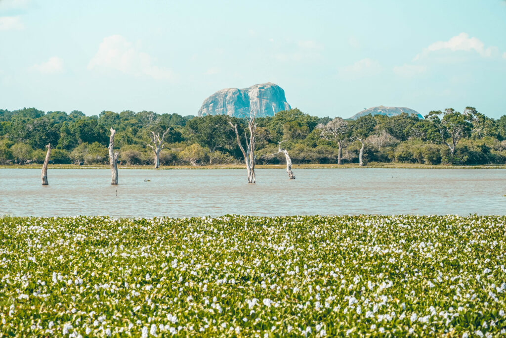 Yala National Park