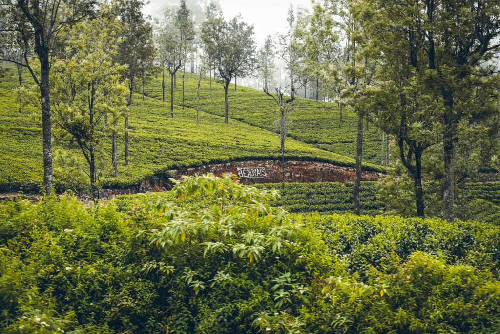 Plantation thé Nuwara Eliya, Sri Lanka