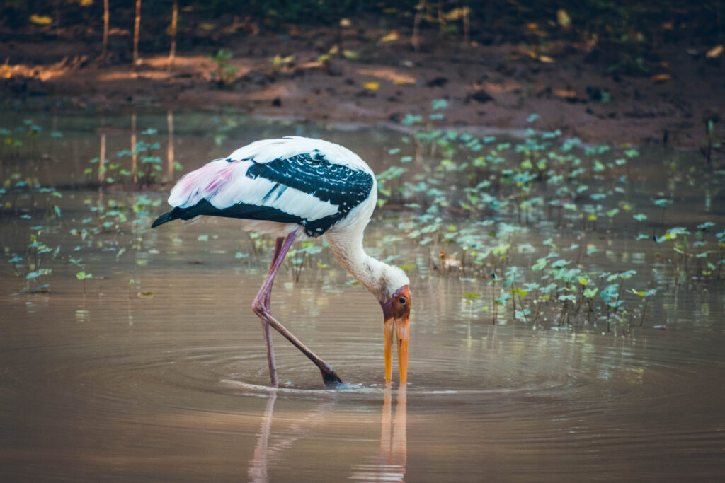 Oiseau, parc national de Yala au Sri Lanka