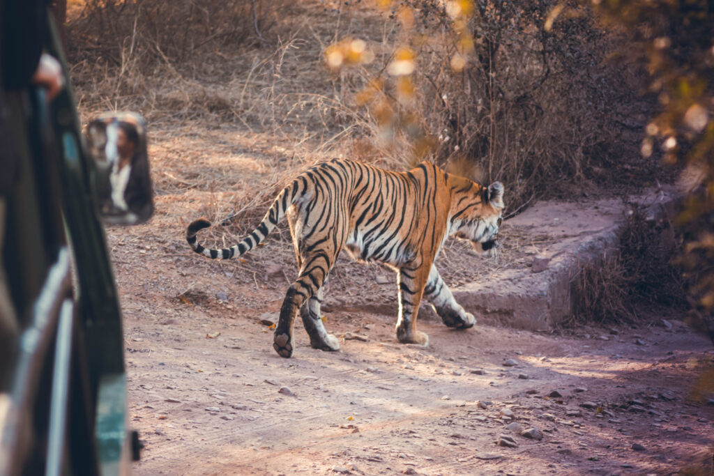 Tigre à Ranthambore National Park en Inde