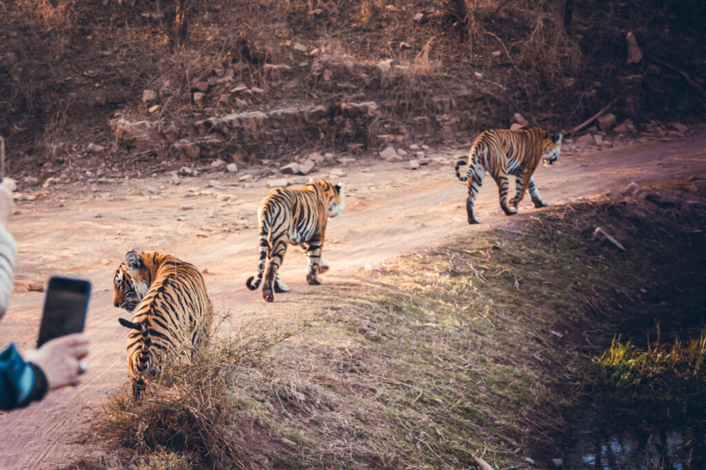 Tigres à Ranthambore National Park