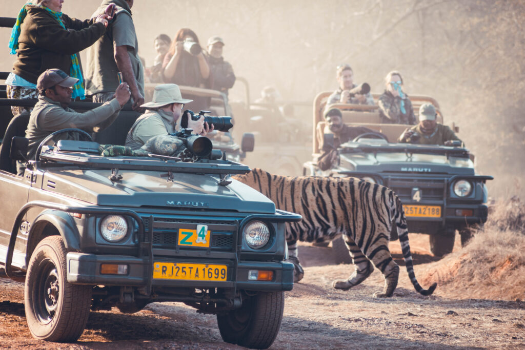 Tigre à Ranthambore National Park en Inde