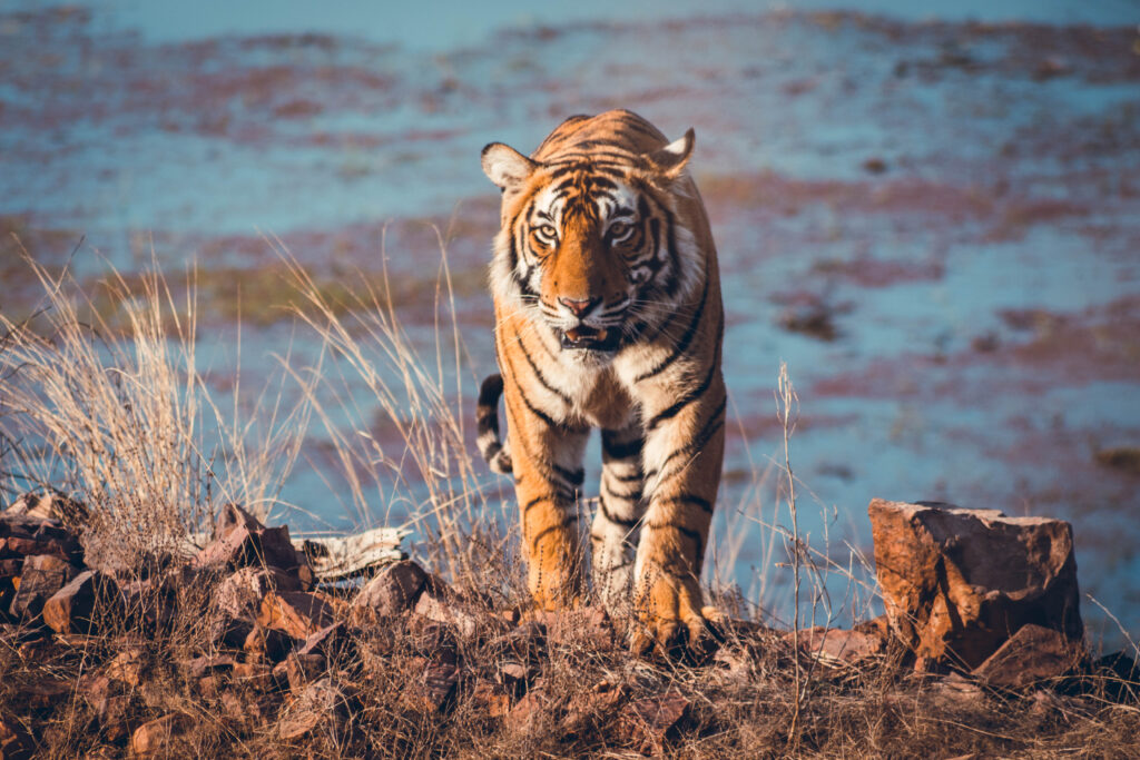 Tigre à Ranthambore en Inde