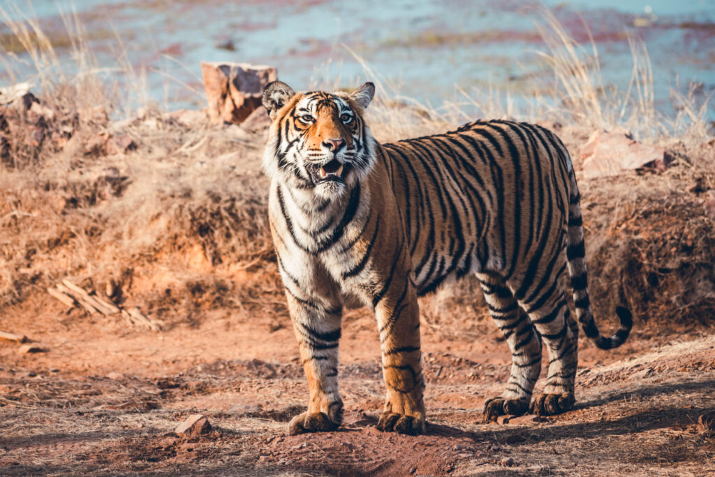 Tigre à Ranthambore National Park en Inde