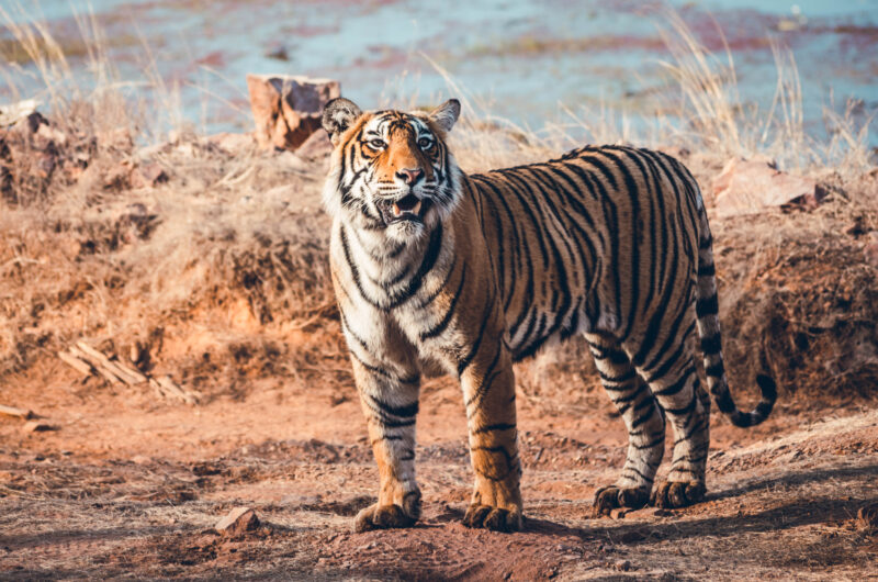 Tigre à Ranthambore National Park en Inde