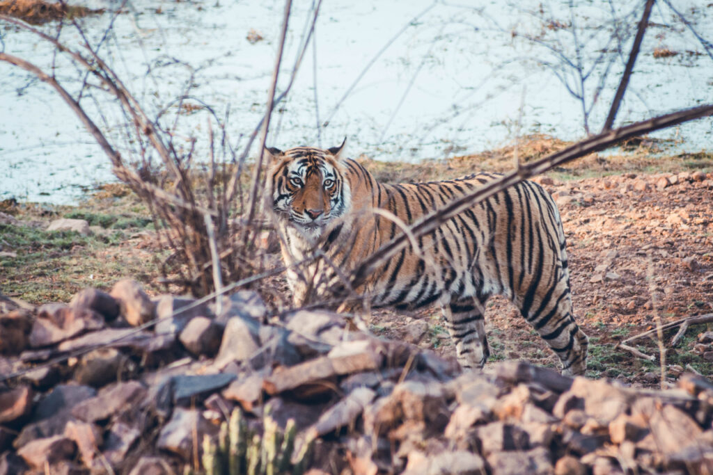 Tigre à Ranthambore National Park en Inde