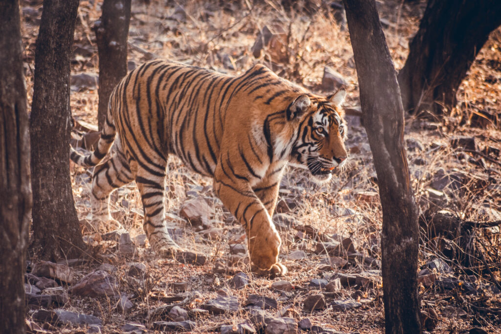 Tigre à Ranthambore National Park en Inde