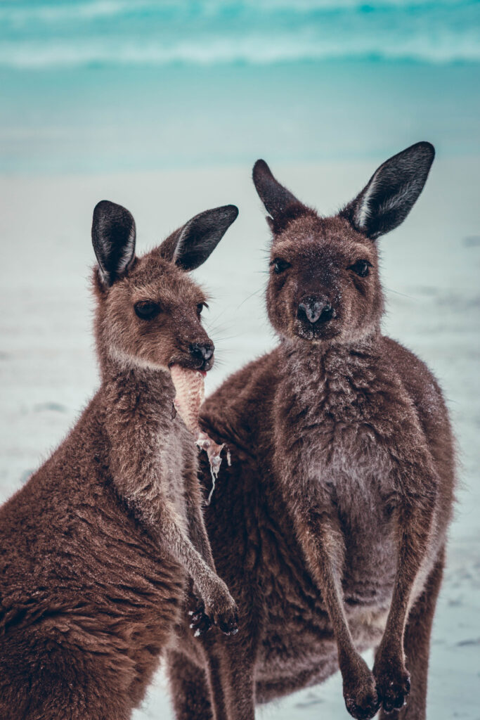 Kangourous Esperance, côte sud Australie