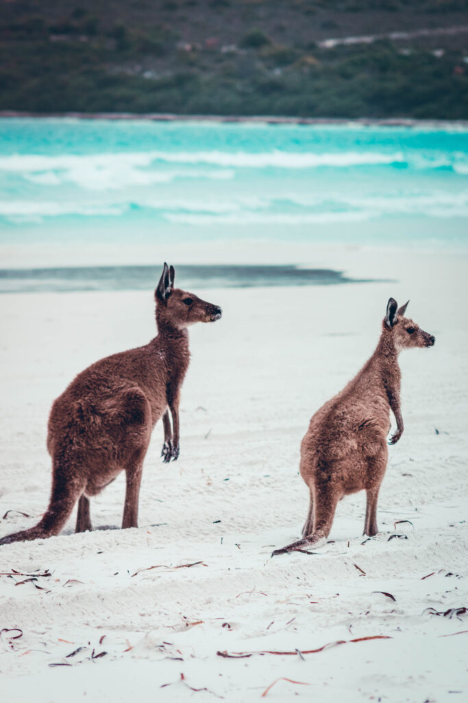 Kangourous Esperance, côte sud Australie