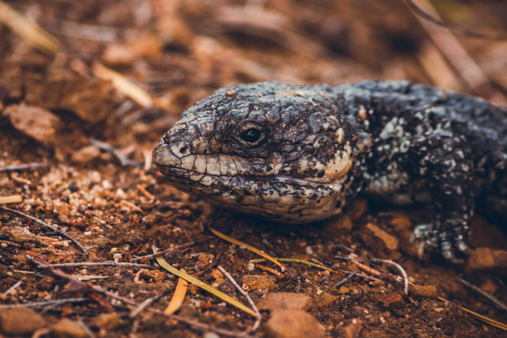 Scinque à langue bleue côte sud Australie