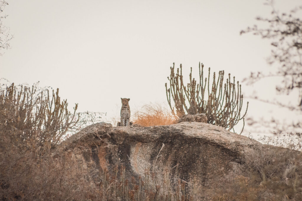 Léopard Jawai Bandh Rajasthan