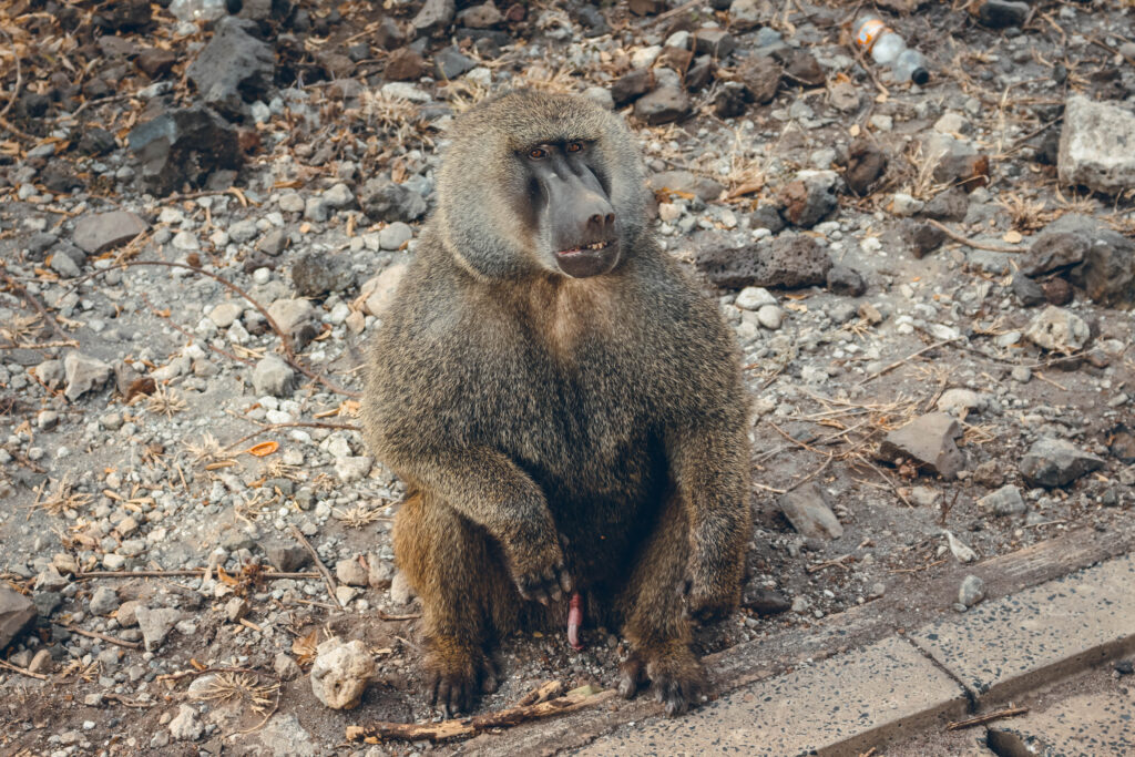 Babouin Tanzanie