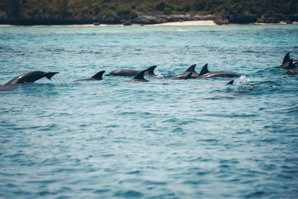 Dauphins à Zanzibar en Tanzanie