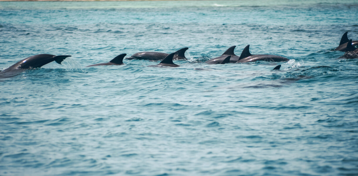 Dauphins à Zanzibar en Tanzanie