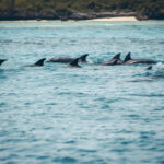 Dauphins à Zanzibar en Tanzanie