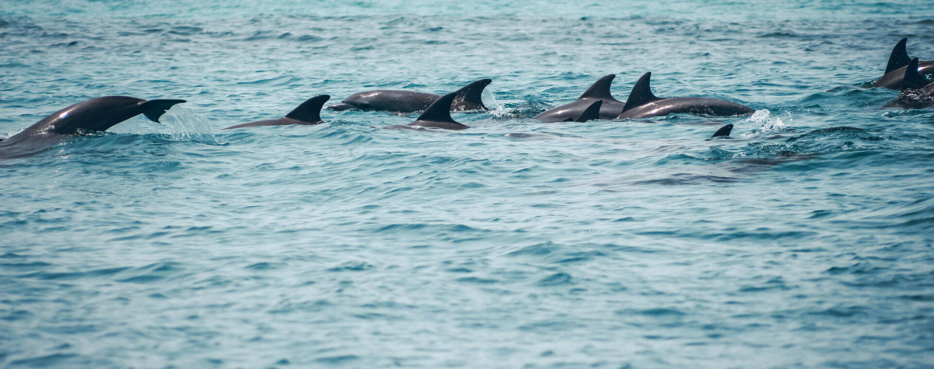 Dauphins à Zanzibar en Tanzanie