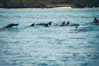 Dauphins à Zanzibar en Tanzanie