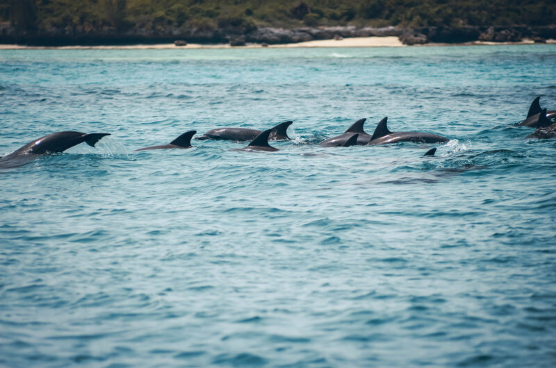 Dauphins à Zanzibar en Tanzanie