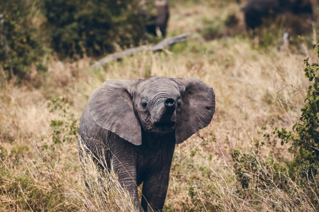 Eléphanteau Tanzanie