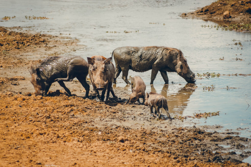 Famille de phacochères Tanzanie