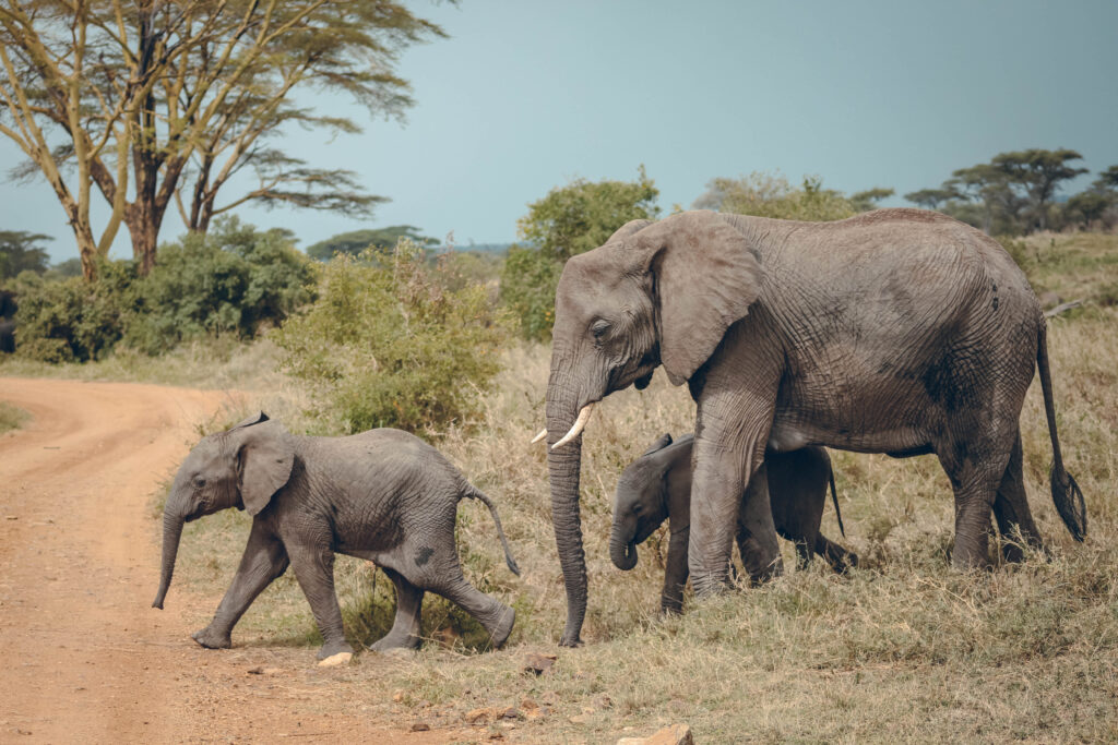 Famille d'éléphants au parc national de Serengeti en Tanzanie