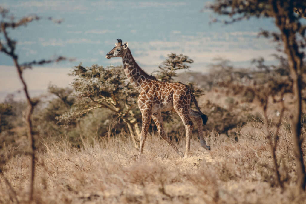 Girafe au parc national de Serengeti en Tanzanie