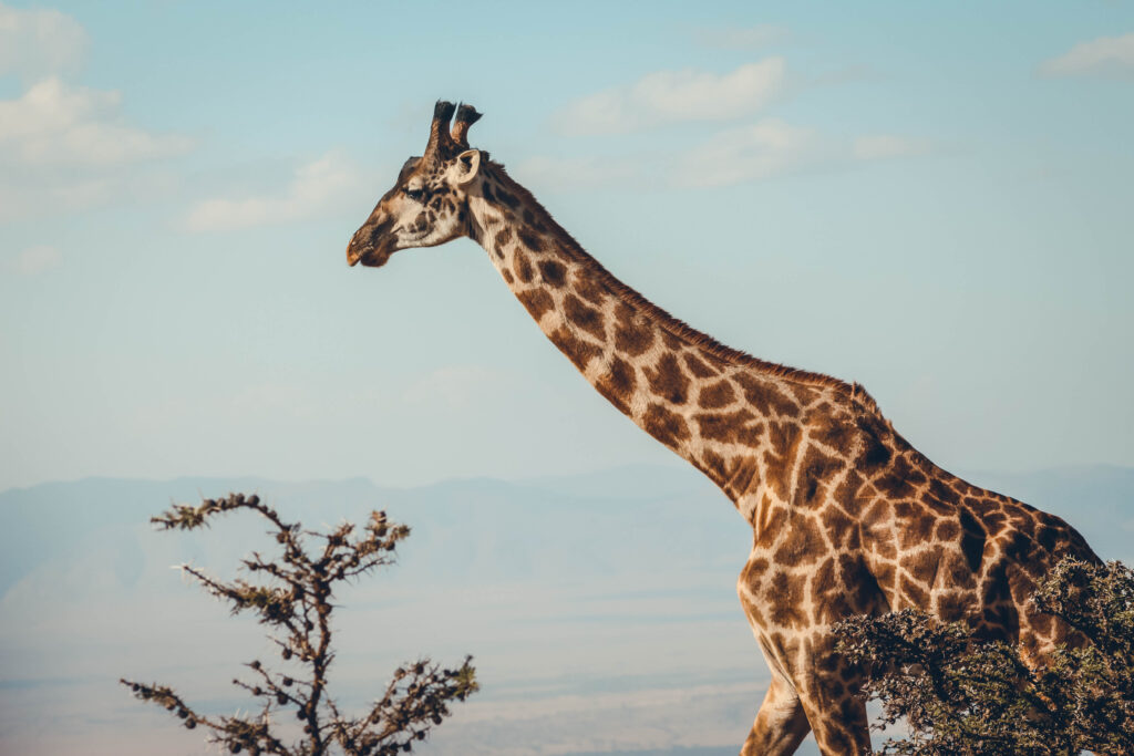 Girafe Tanzanie
