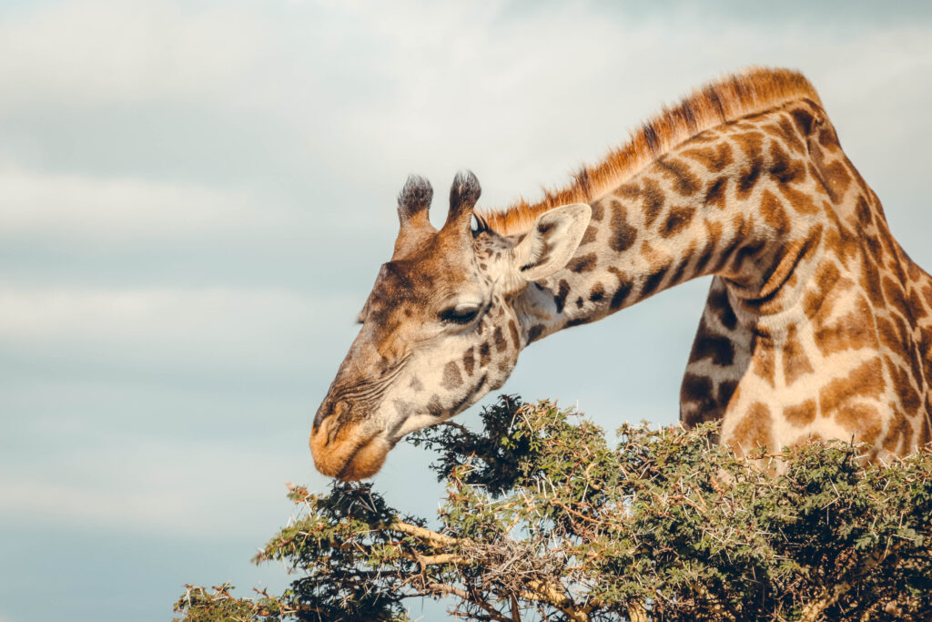 Girafe Tanzanie