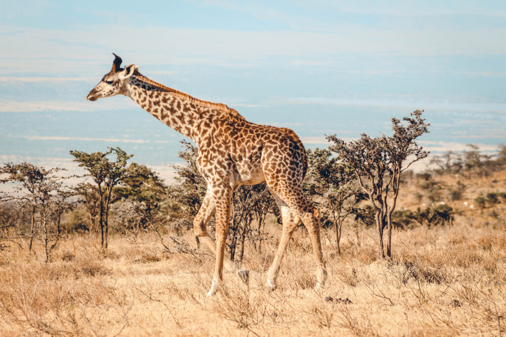 Girafe en Tanzanie