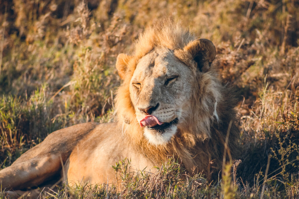 Lion au parc national de Serengeti en Tanzanie
