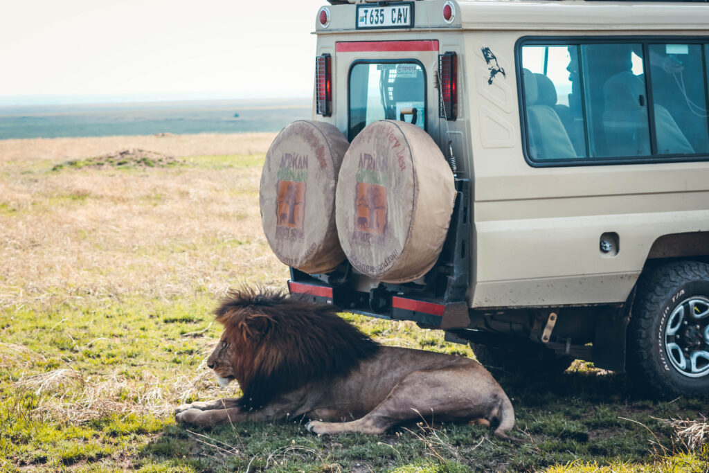 Lion safari Tanzanie