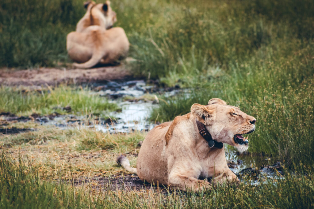 Lionnes Tanzanie