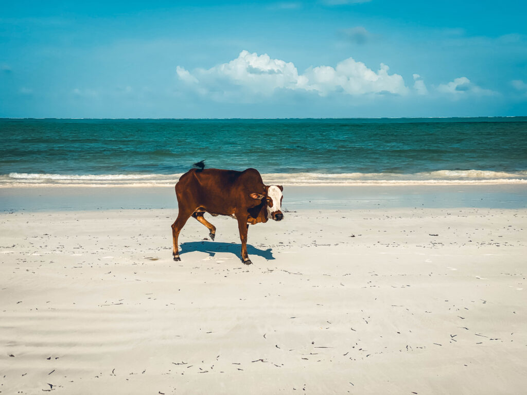 Vache sur la plage à Zanzibar