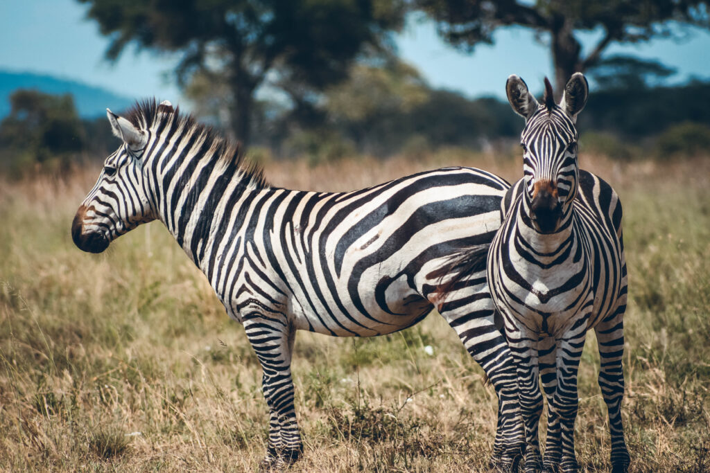 Zèbres Tanzanie